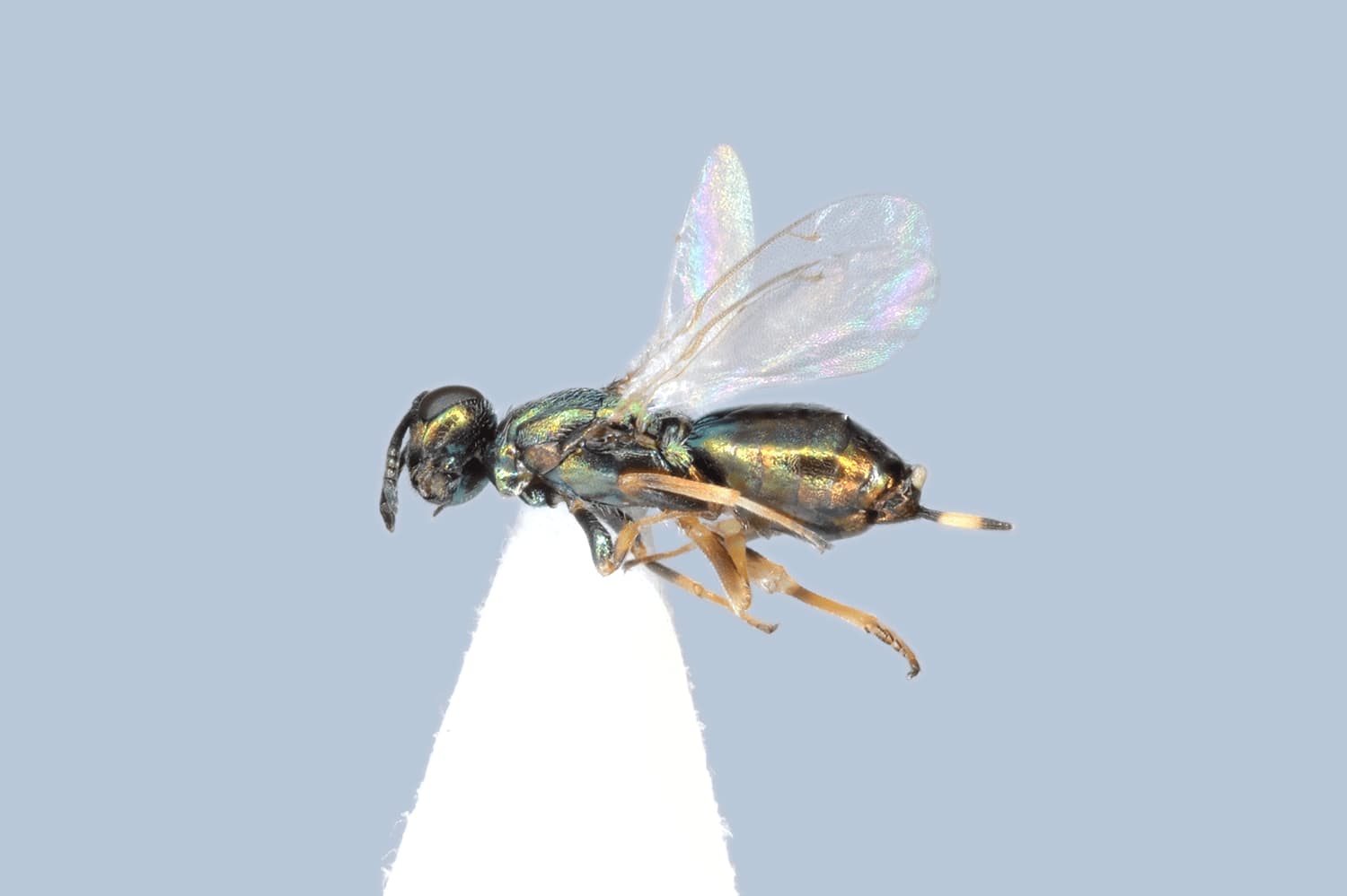 Default image